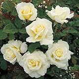 Heirloom Roses Rose Plant - White Licorice™ Yellow Rose Bush, Floribunda Live Plant for Planting Outdoors
