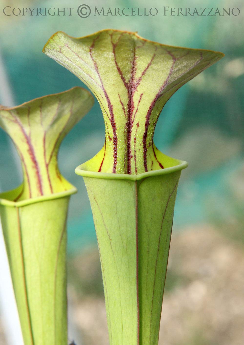 XL: Sarracenia Flava X (S. X Popei) Ex Marston esotici (Sx42)