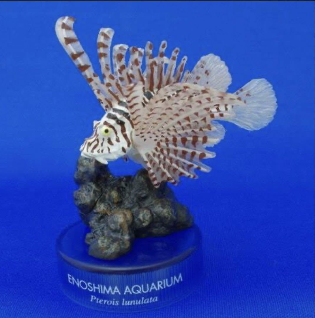 ネイチャーテクニカラー　鳥羽水族館　ミノカサゴ ネイチャーテクニカラー公式 ネイチャーテクニカラー 『株式会社いき