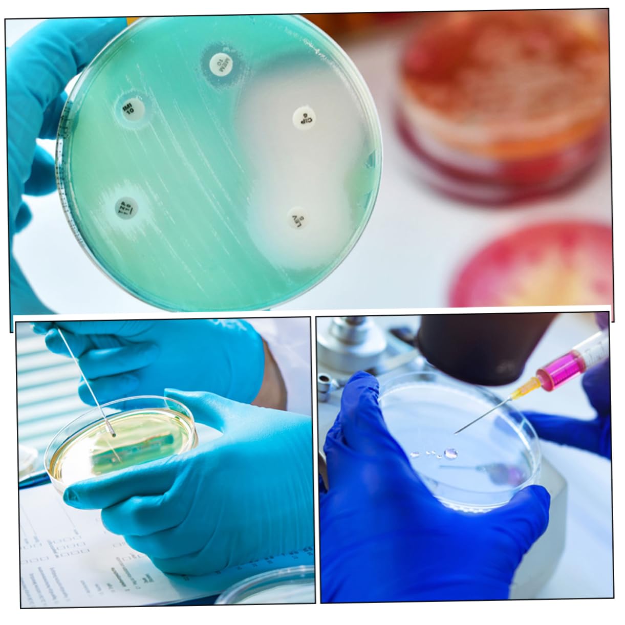 iplusmile 50pezzi Piastra Per Coltura Cellulare Trasparente Utensile Da Laboratorio Per Esperimenti Materiale Robusto e Versatile Per Chimica e Ricerca Scientifica