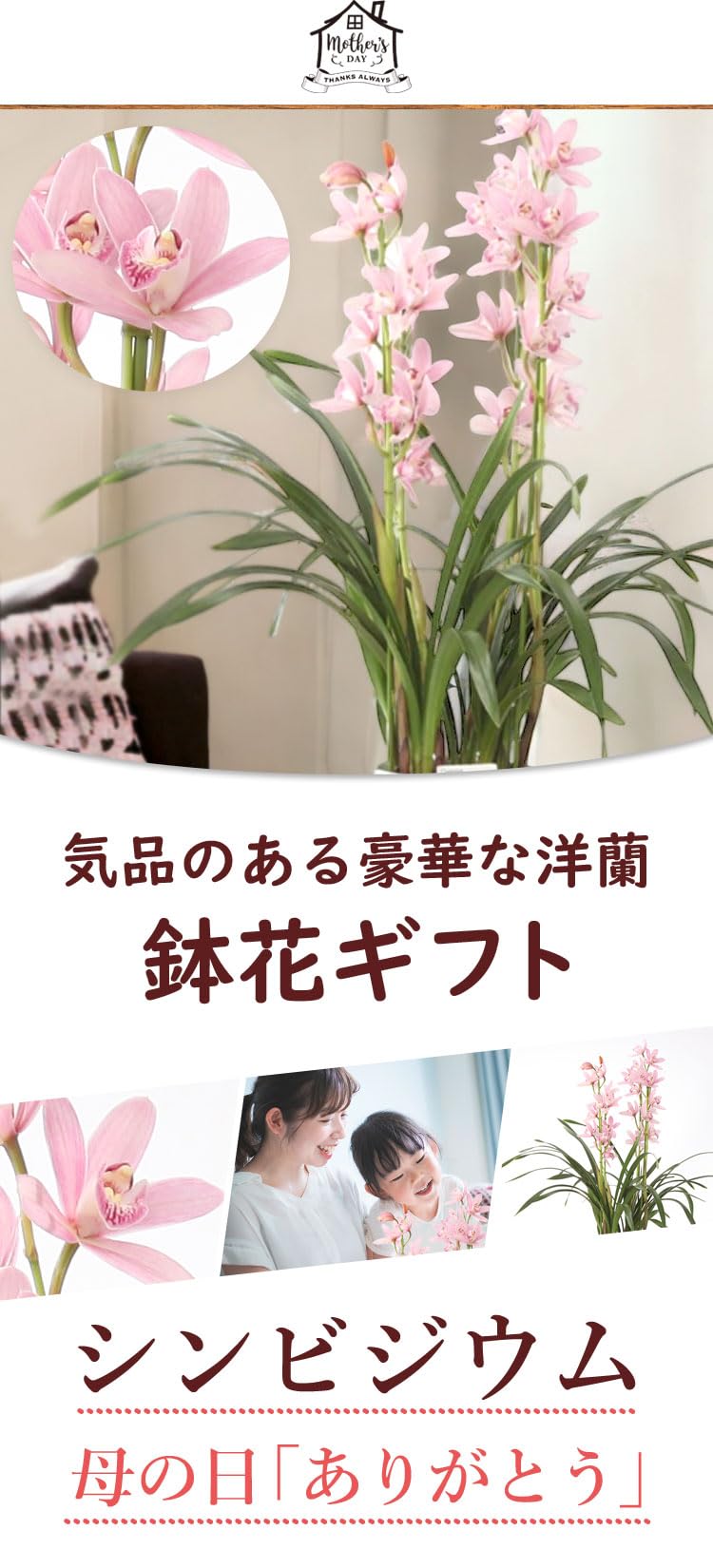 Amazon｜花由 母の日のプレゼント 2024 鉢植え シンビジウム 母の日