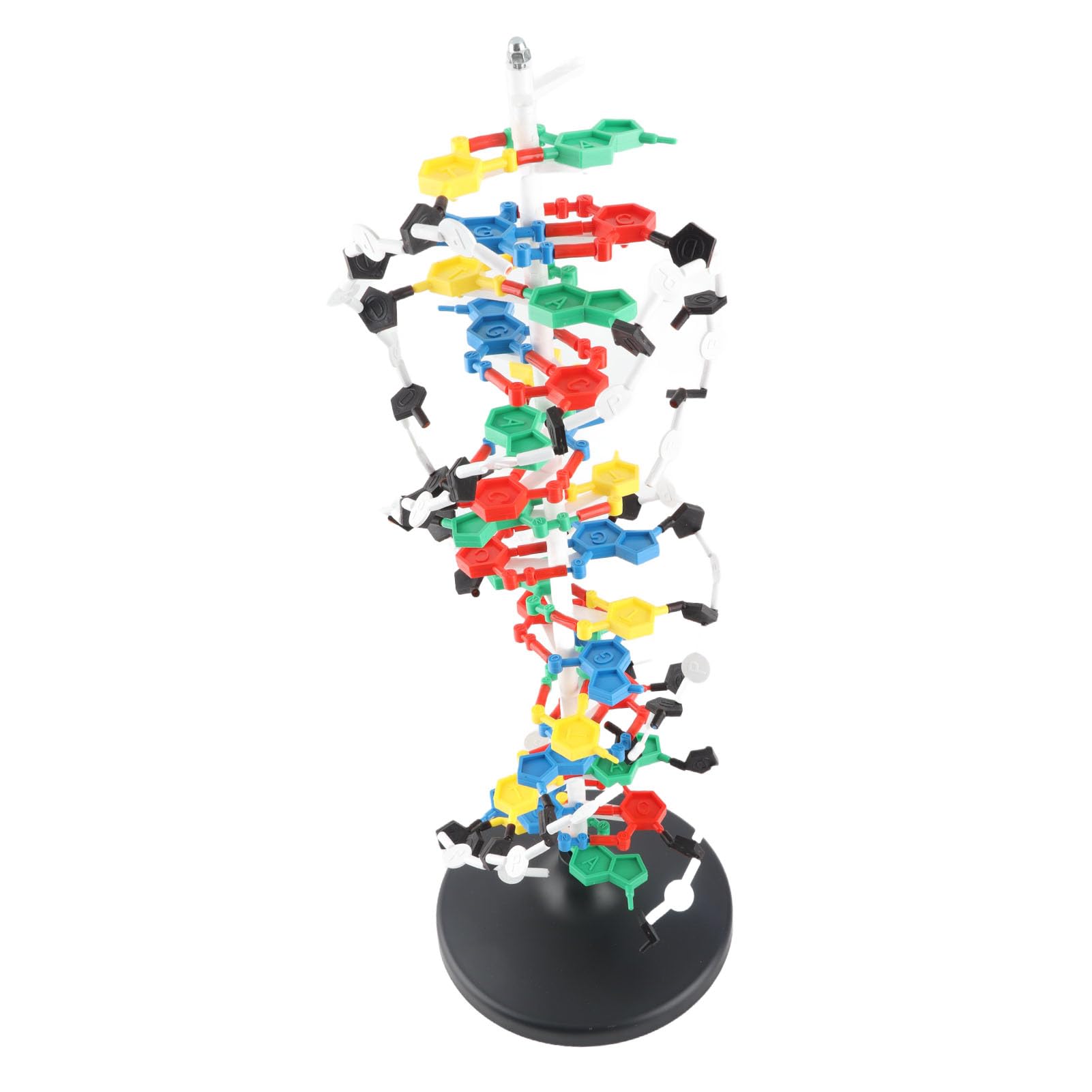 Modelo de Estructura de ADN de Plástico, Herramienta Educativa Detallada de Doble Hélice para Clases de Biología, Diámetro de 10A