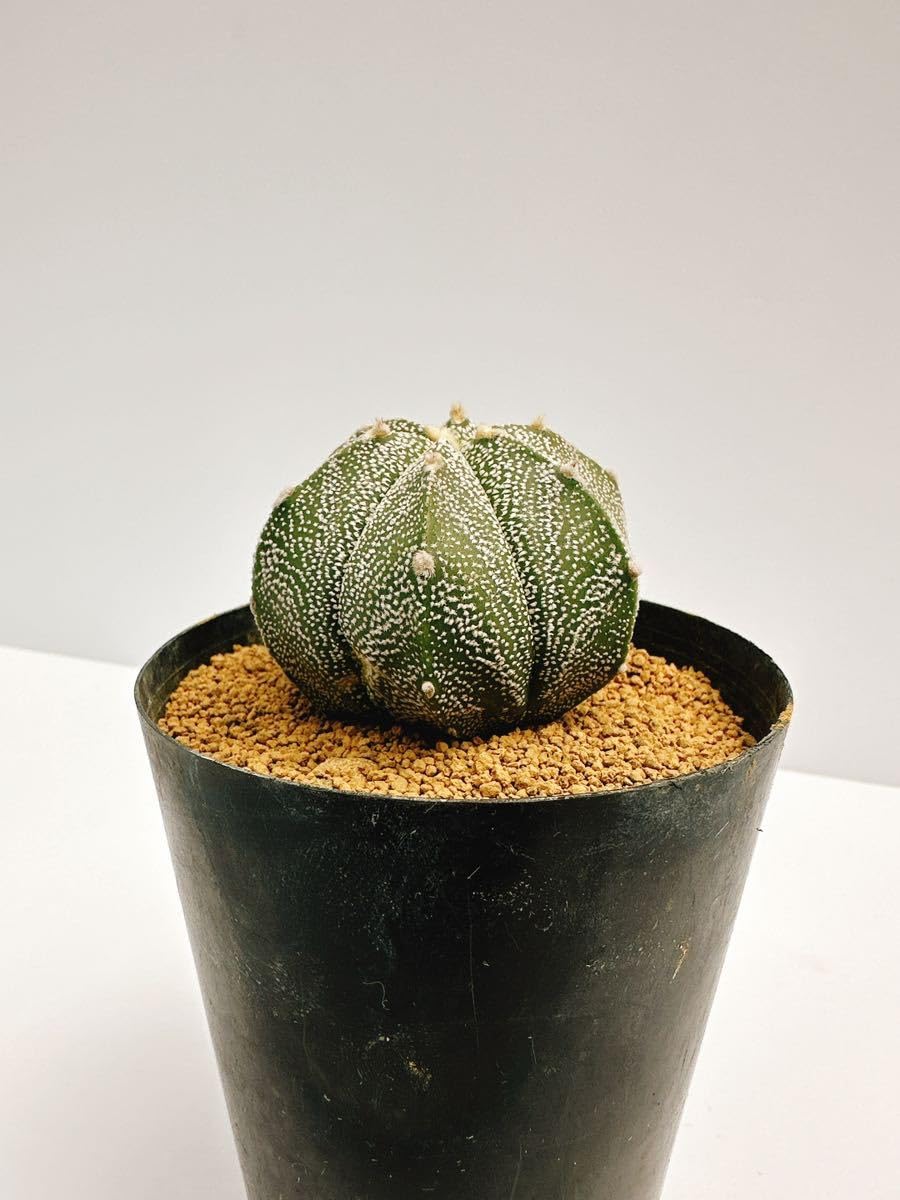 Amazon.co.jp: Astrophytum myriostigma アストロフィツム 白ランポー