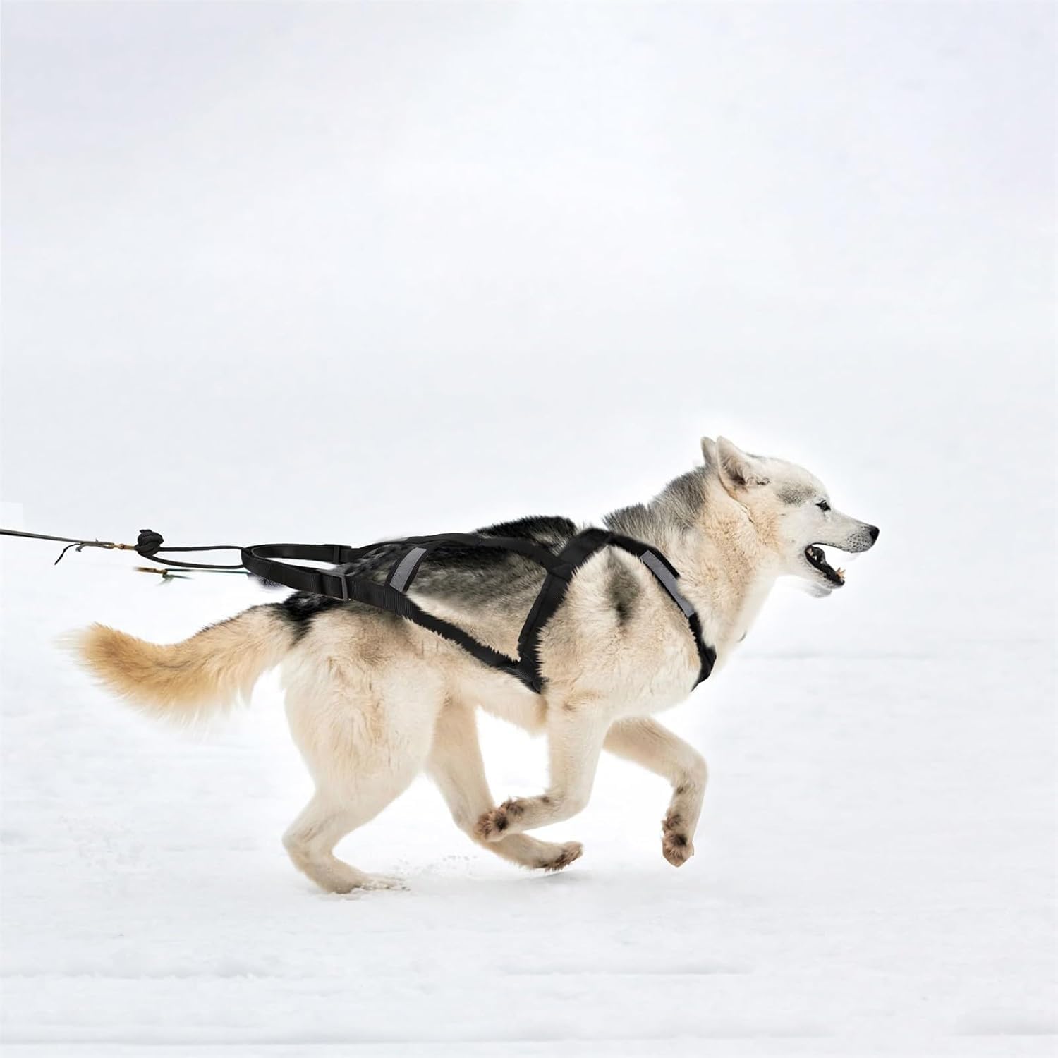 Harnais pour traîneau de chien X Back Mushing, cani-VTT, canicross, noir et rouge, taille M-XL (L)