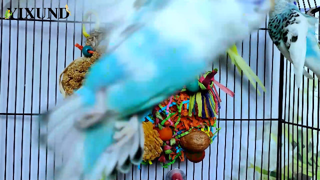 Jouets Pour Oiseaux, Tapis D'herbe Pour Perruches, Mur D'escalade Pour