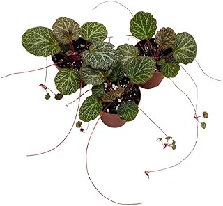 Strawberry Creeping Strawberry Begonia Set