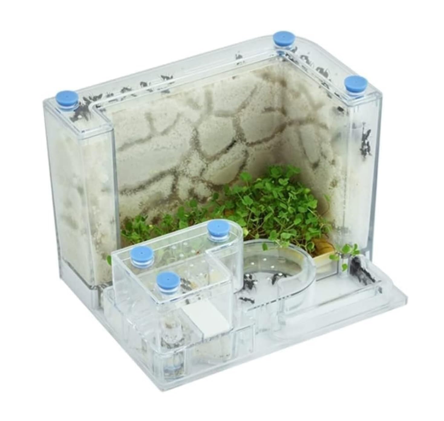 アクリル製アリ飼育キット 自然な岩レイアウト Amazon.co.jp: アリの巣 アリ飼育キット 蟻観察セット アリ観察