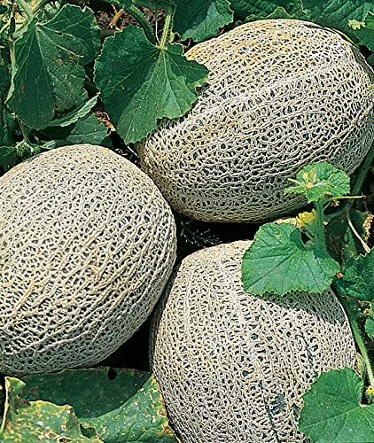Burpee Hale's Best Jumbo Cantaloupe Melon Seeds 200 Seeds #TOP5