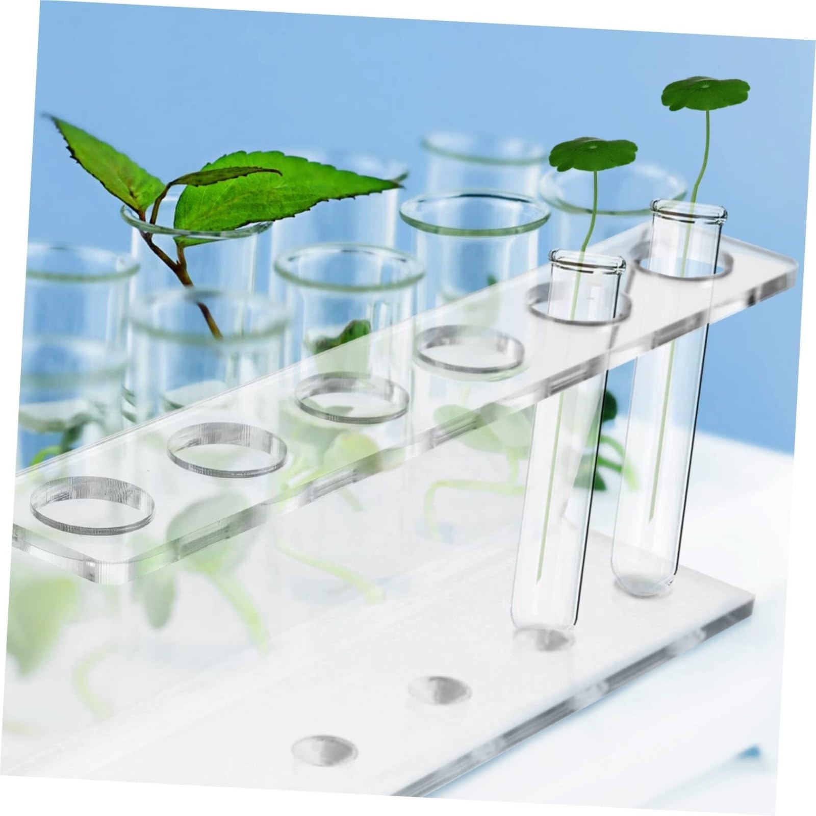 Estante de tubo de prueba de acrílico, Classroom Scientific - Soporte de exhibición for tubos ensayo (acrílico, transparente, 22 x 9 cm, 2 unidades)
