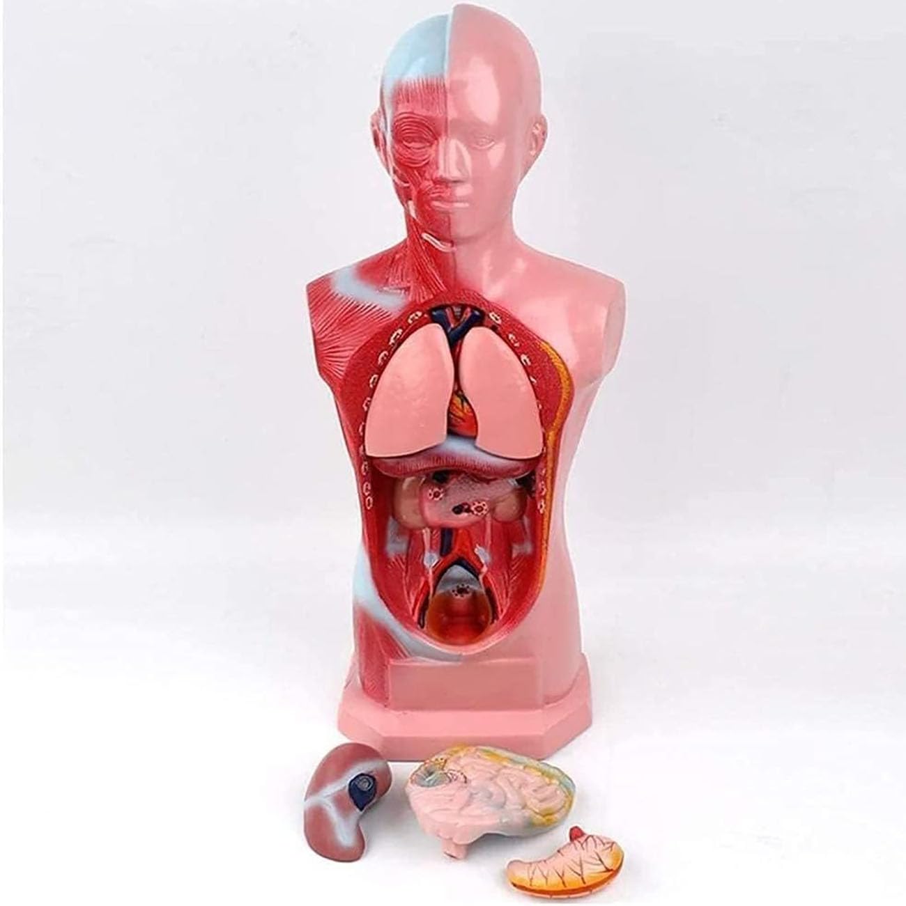 Model Tułowia Dziecka 45 Cm, Miniaturowy Model Anatomiczny Męskiego Tułowia, Wyjmowane Organy I Części Ciała, Materiały Edukacyjne