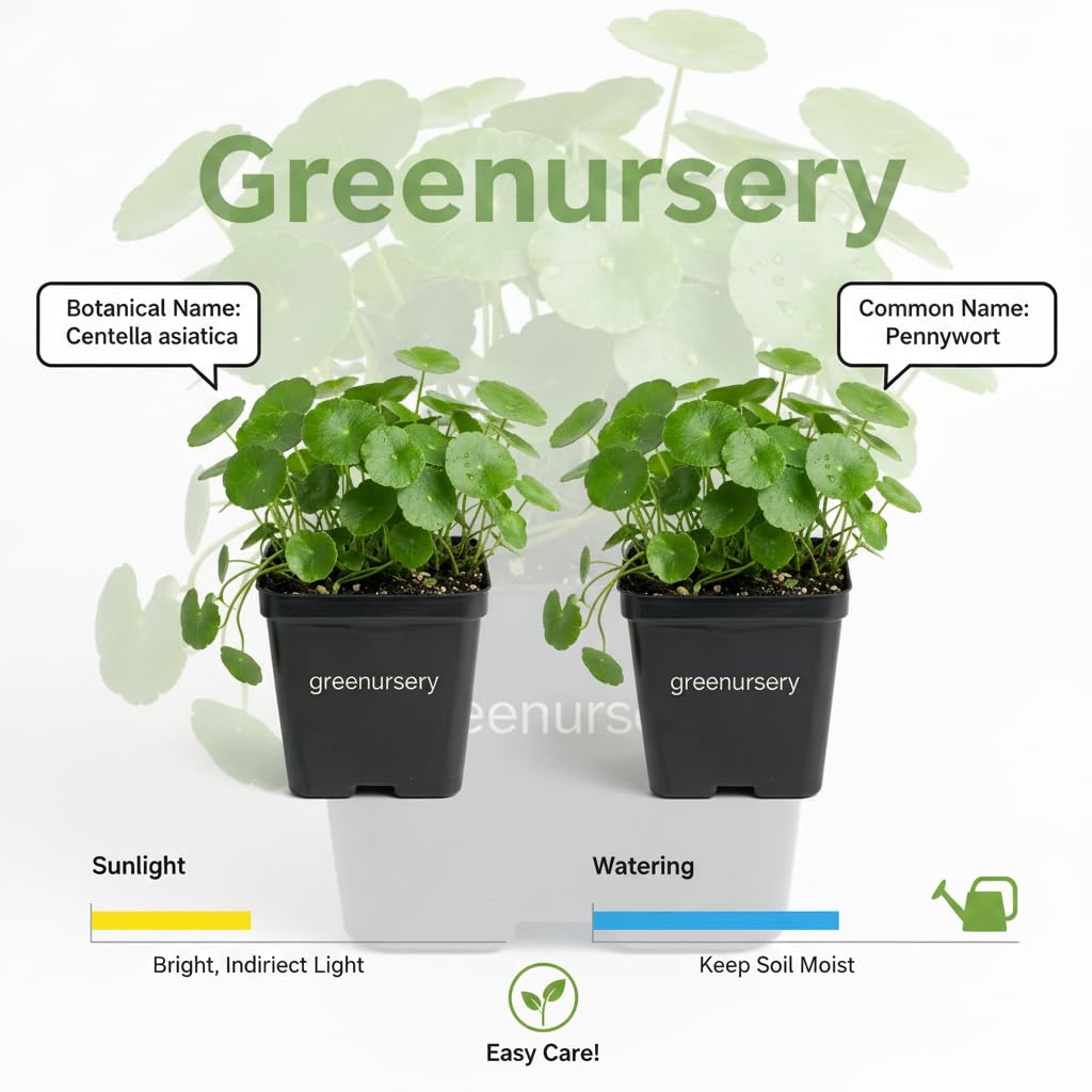 Greenursery Water Pennywort Indoor Plant for Home and Garden with Pot (Pack of 2) 2