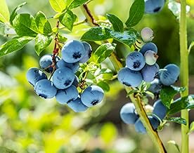 Healthy Vibe With Green Blueberry Tree Plant Home Garden Live Plant for Fresh & Organic Blueberry Harvesting