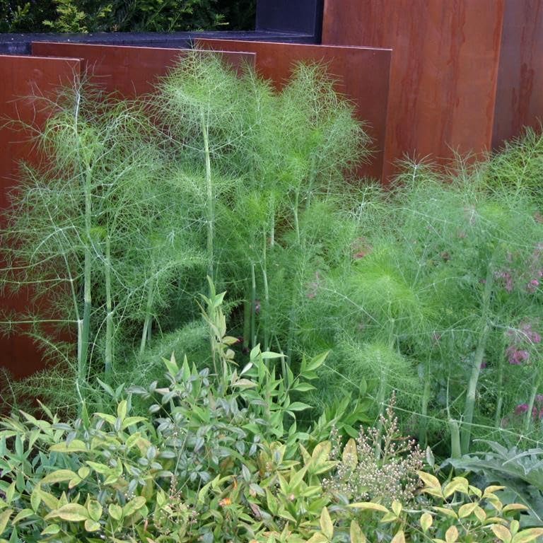 Fennel Green (Foeniculum vulgare 'Green') Herb Garden Plant Hardy Perennial Flowering Garden Plants Easy to Grow Your Own by Park Farm Plants (6 x Plug Plants)