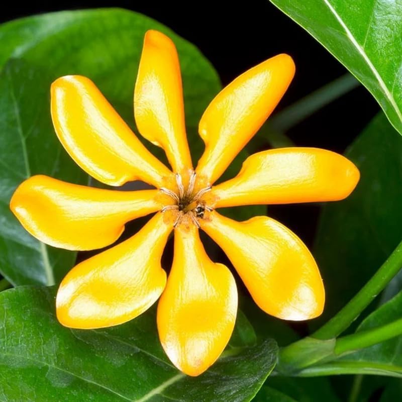 Golden Gardenia Flower - Planta viva que cambia de color de marfil/amarillo/oro, maceta de 4 pulgadas