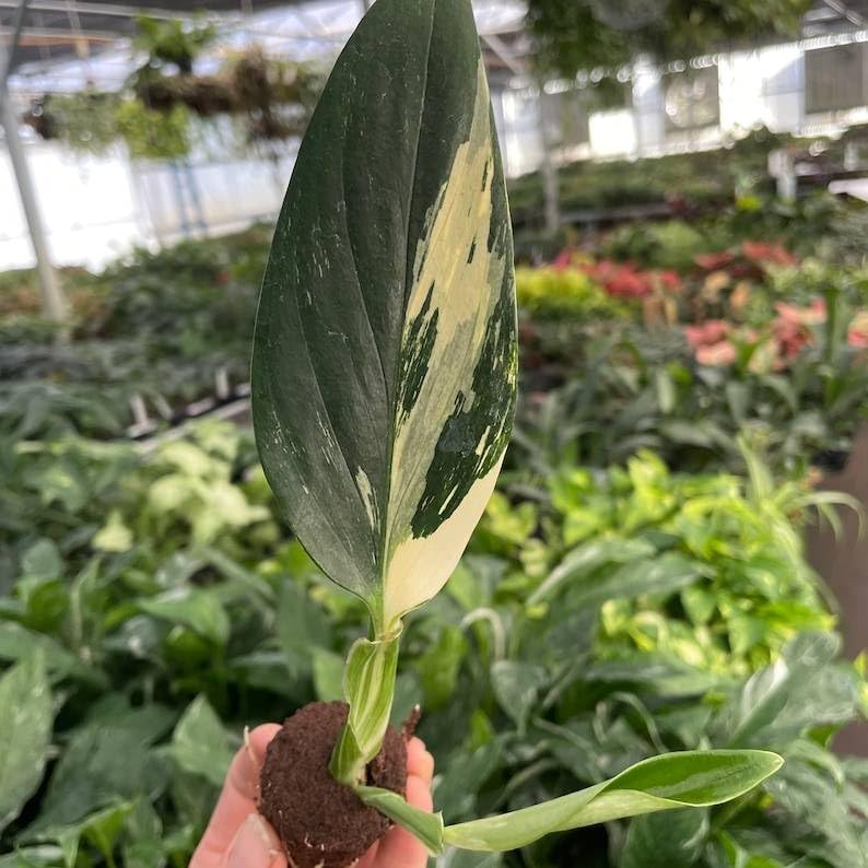 monstera siltepecana large Monstera siltepecana main image 0