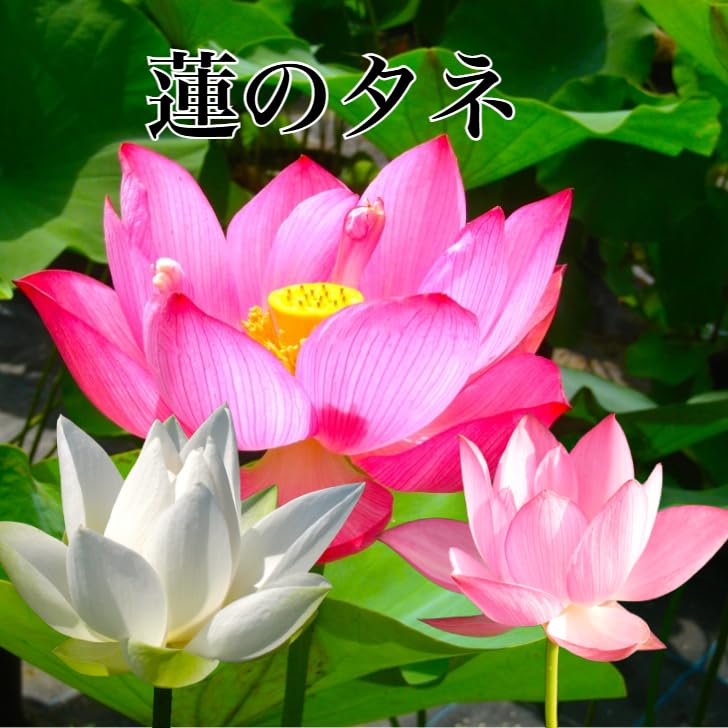 SALE14kgf白蝶真珠 蓮の花カービングPT Amazon.co.jp: 蓮のタネ 色ミックス 5粒 花 ハス 種子 : DIY・工具