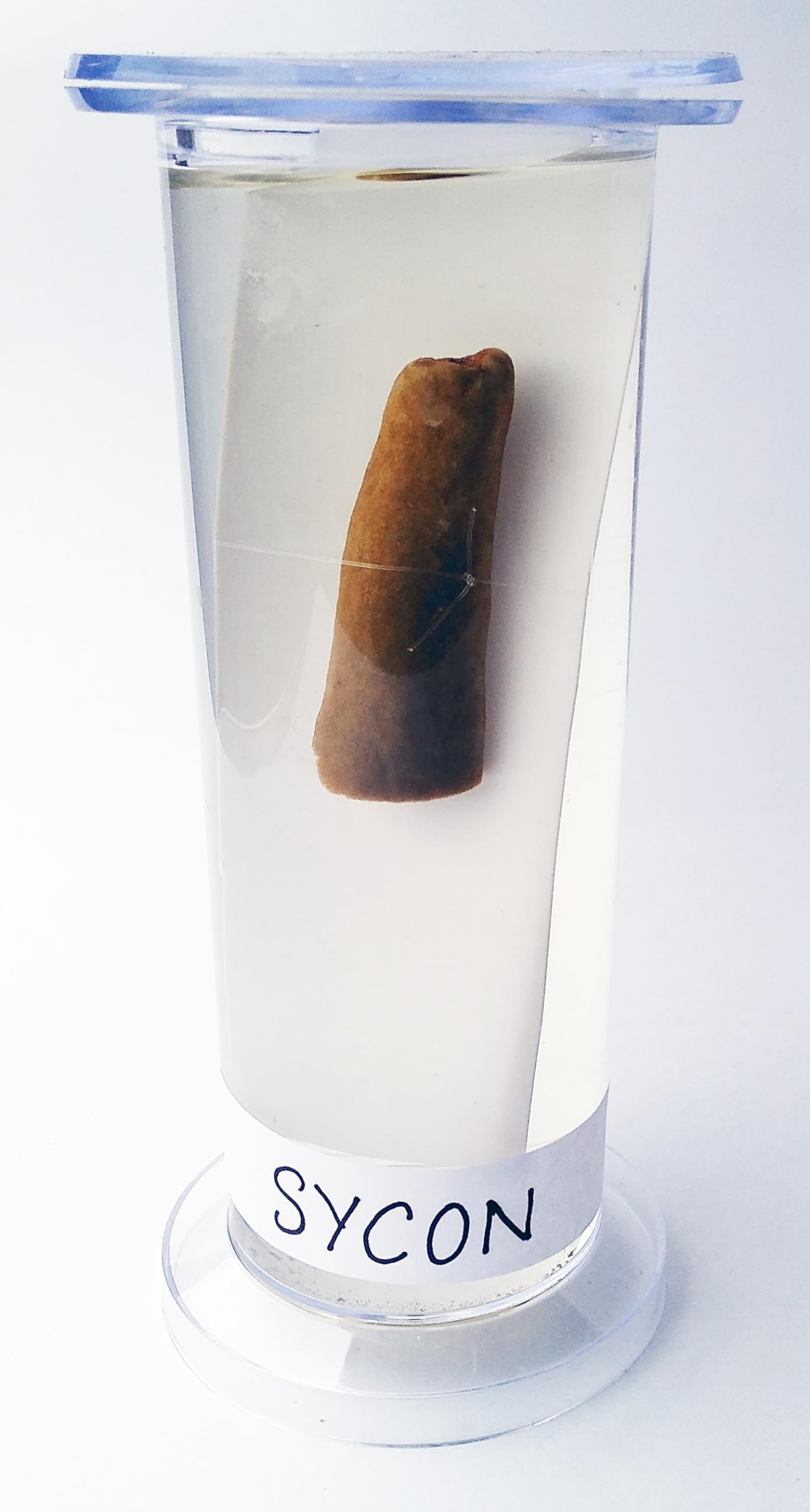 Zoology Specimen (Sycon Specimen)