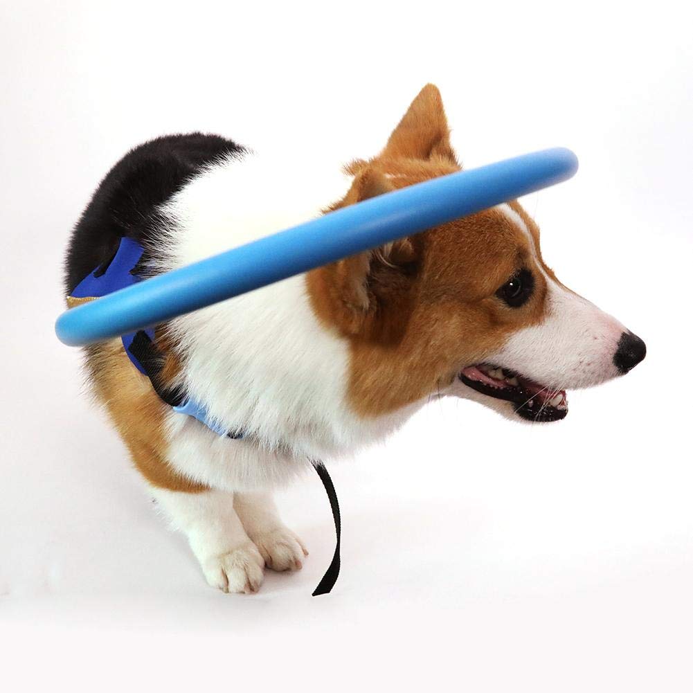 Blind dog leash Clearance