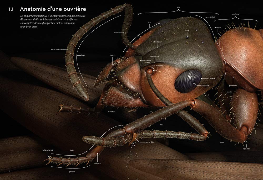 Fourmis - Vie et intelligence collective d'une colonie