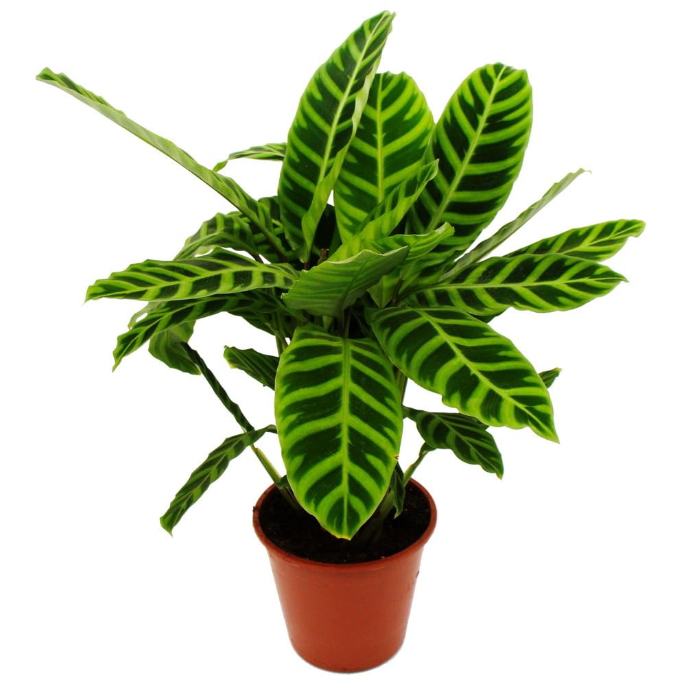 Calathea zebrina Cebra Maranthe 19 cm, planta exótica premium