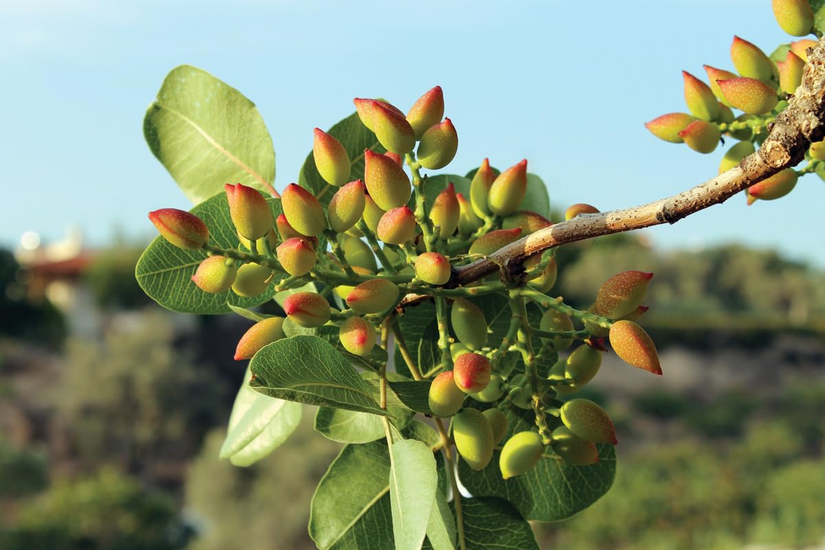 Live Pista Badam Plant/Pistachio Nut Plant/Grafted Healthy Pistachio Nut (Pack of 1) (B0D848XYH6) Amazon Price History, Amazon Price Tracker