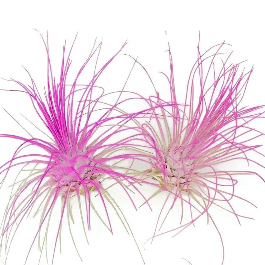 Image of Thin Air Plant, Guatemala Tillandsia Live Airplant, Healthy Arrival Guaranteed, Great Indoor Plant, Home Decor & Gift (2 Pink)