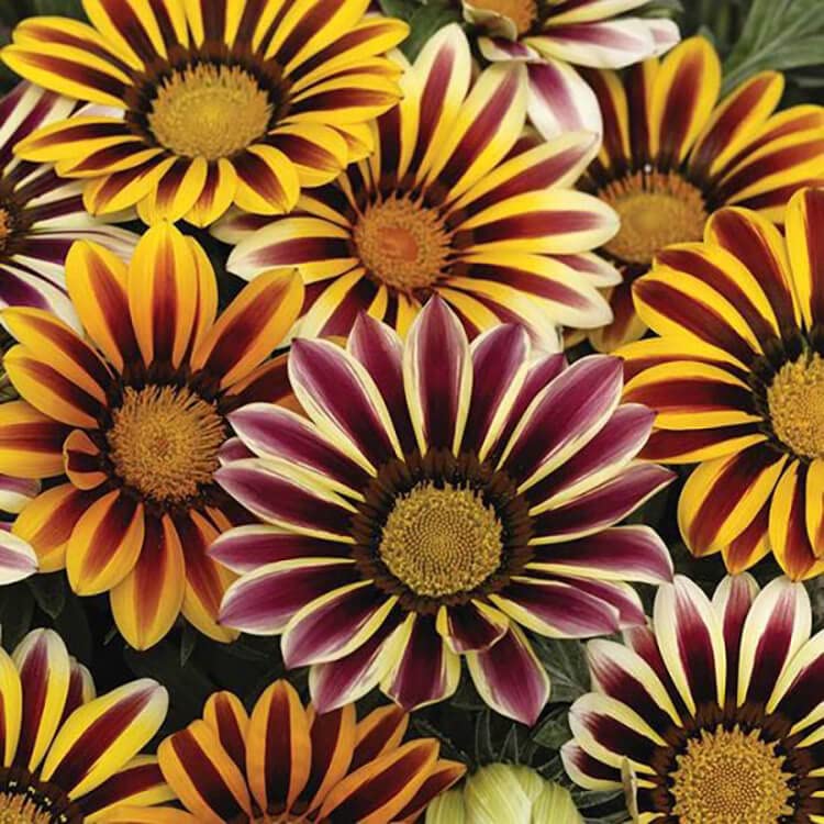 PLANTOGALLERY Flower Seeds | Gazania Mix Color Flower Seeds For Home Gardening (80 seeds Pack) (B09BG1QB2X) Amazon Price History, Amazon Price Tracker
