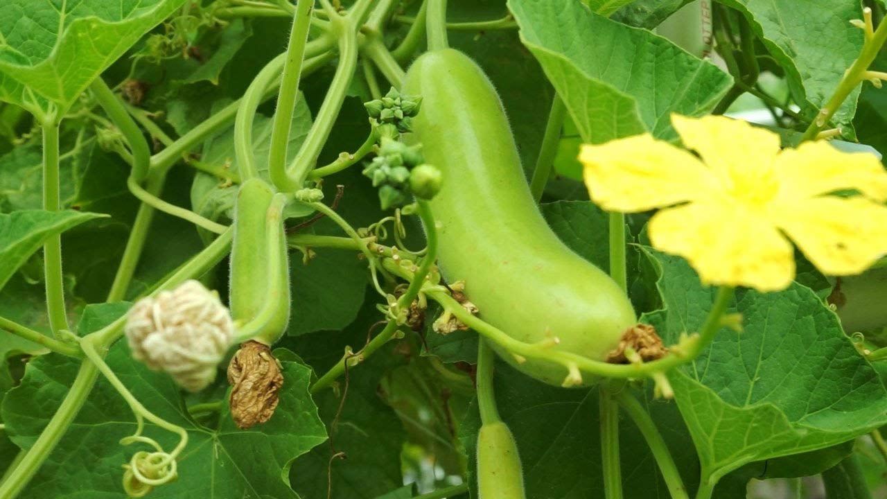 Golden Hills Farm Hybrid Bottle Gourd Seeds - Vegetable Seeds For Winter Season : Kitchen Garden Pack 50 seeds (B07PQN2H5K) Amazon Price History, Amazon Price Tracker