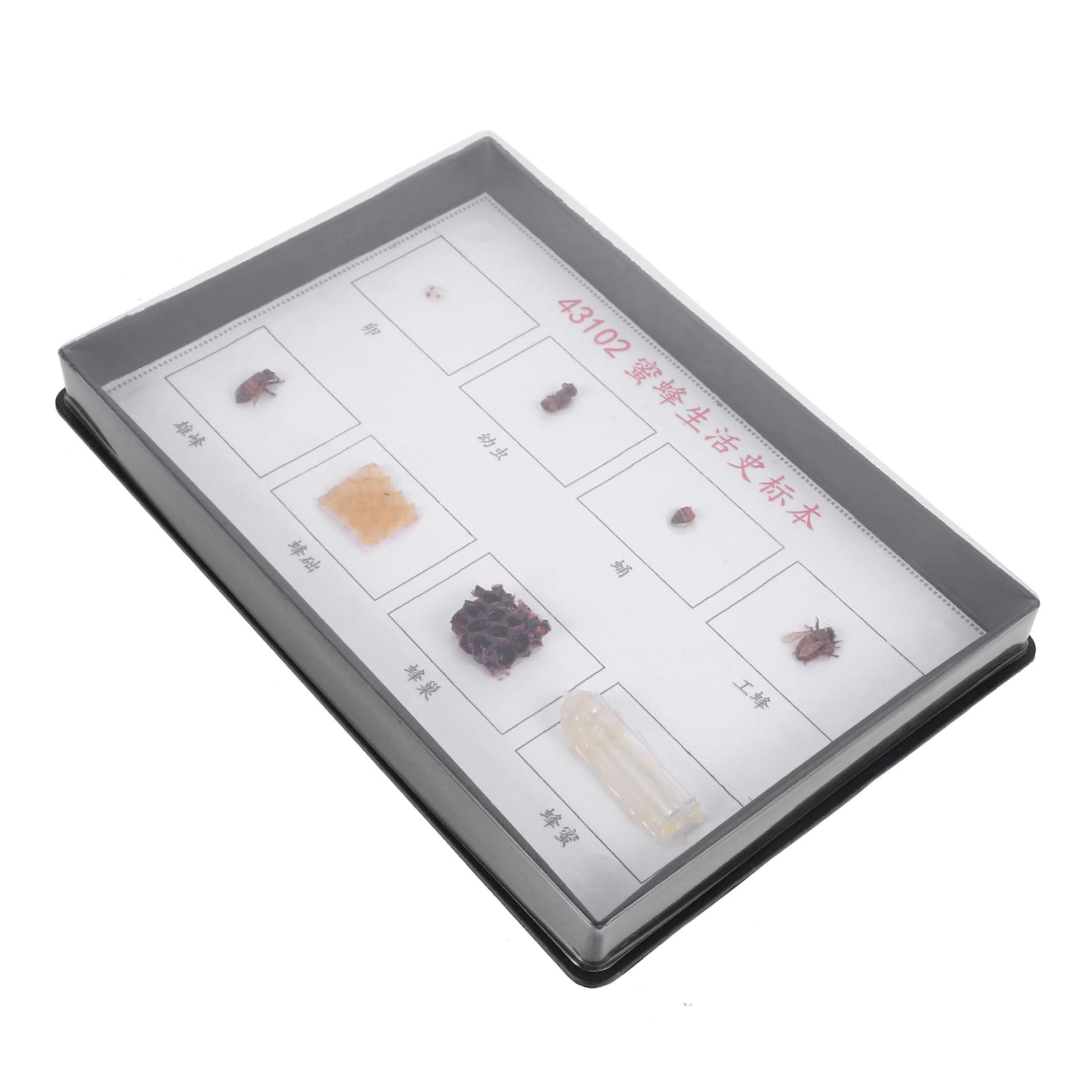 Cabilock Real Bee Specimen for School Detailed Display Model of Bee Development for Learning