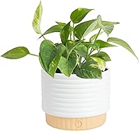 Costa Farms Golden Pothos Devil's Ivy Live Plant in Decorative Pot | Easy-Care Air Purifying Houseplant, 12-14in Tall Gift