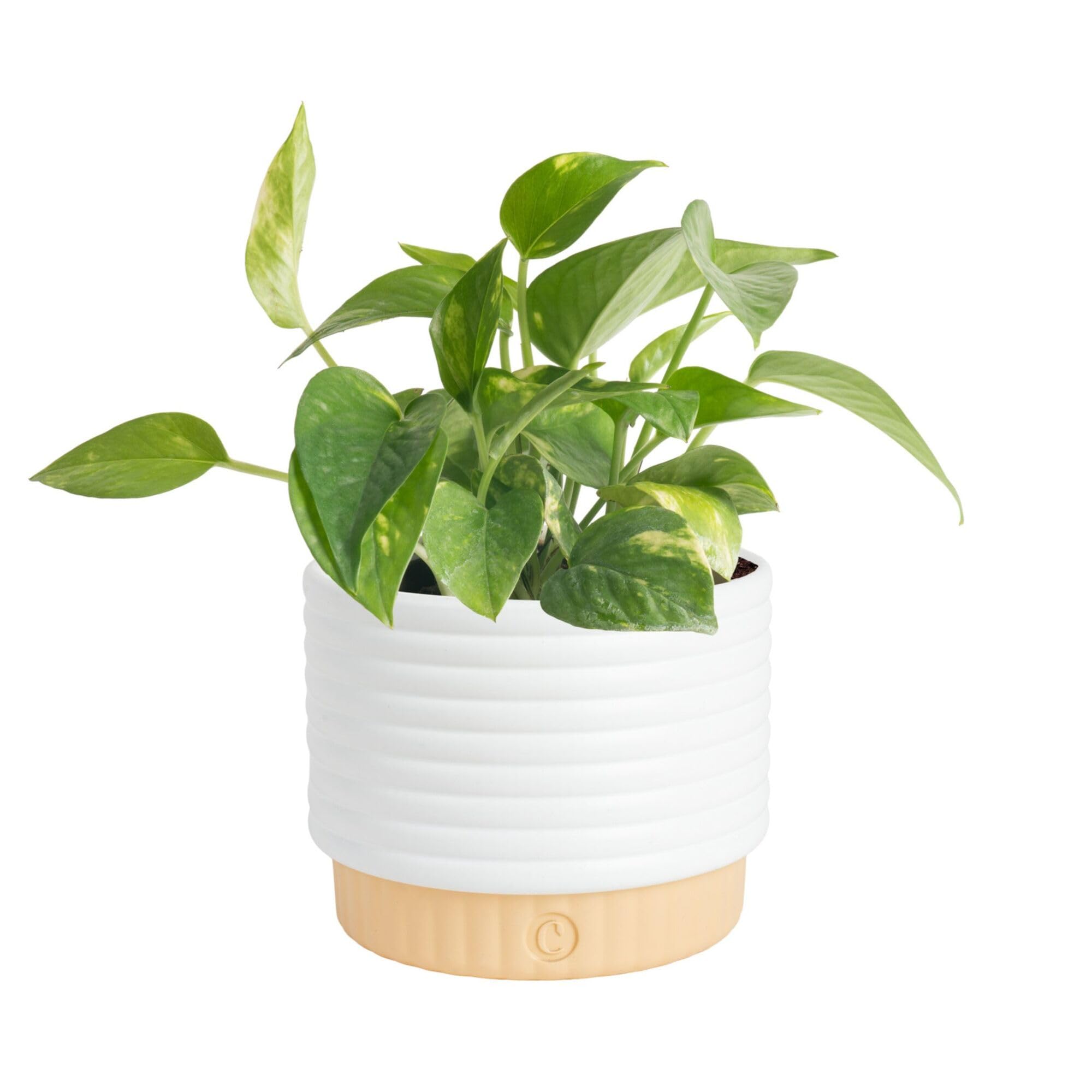 Costa Farms Golden Pothos