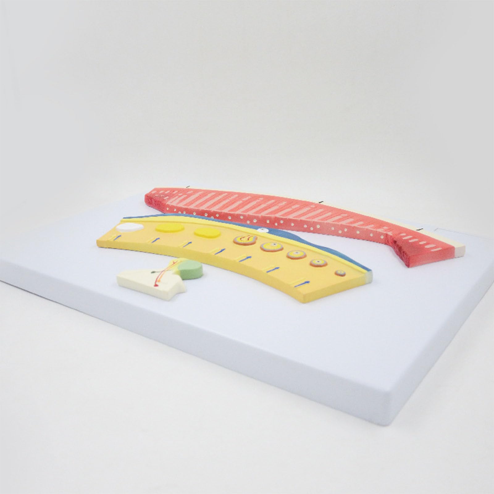 Model Anatomiczny Cyklu Miesiączkowego 3 Elementy Kolory Oznaczony Pęcherzyk Żółte Ciało Endometrium PVC Dydaktyczny Dla Studentów Ginekologii Medycyny