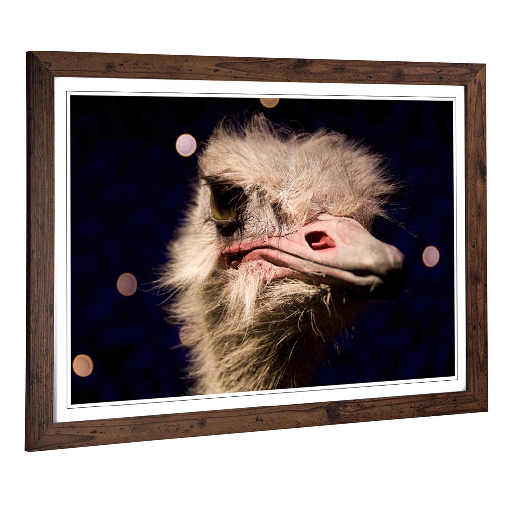 Big Box Art Framed Print of an Ostrich Design | Wall Art Picture | Home Decor for Kitchen, Living, Dining Room, Lounge, Bedroom, Hallway, Office, Walnut, A2 / 24.5x18 Inch / 62x45cm
