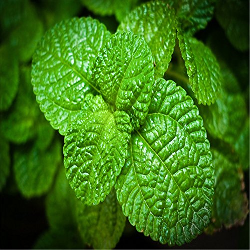 Peppermint Seeds 1000+ Seeds for Planting - Image 5