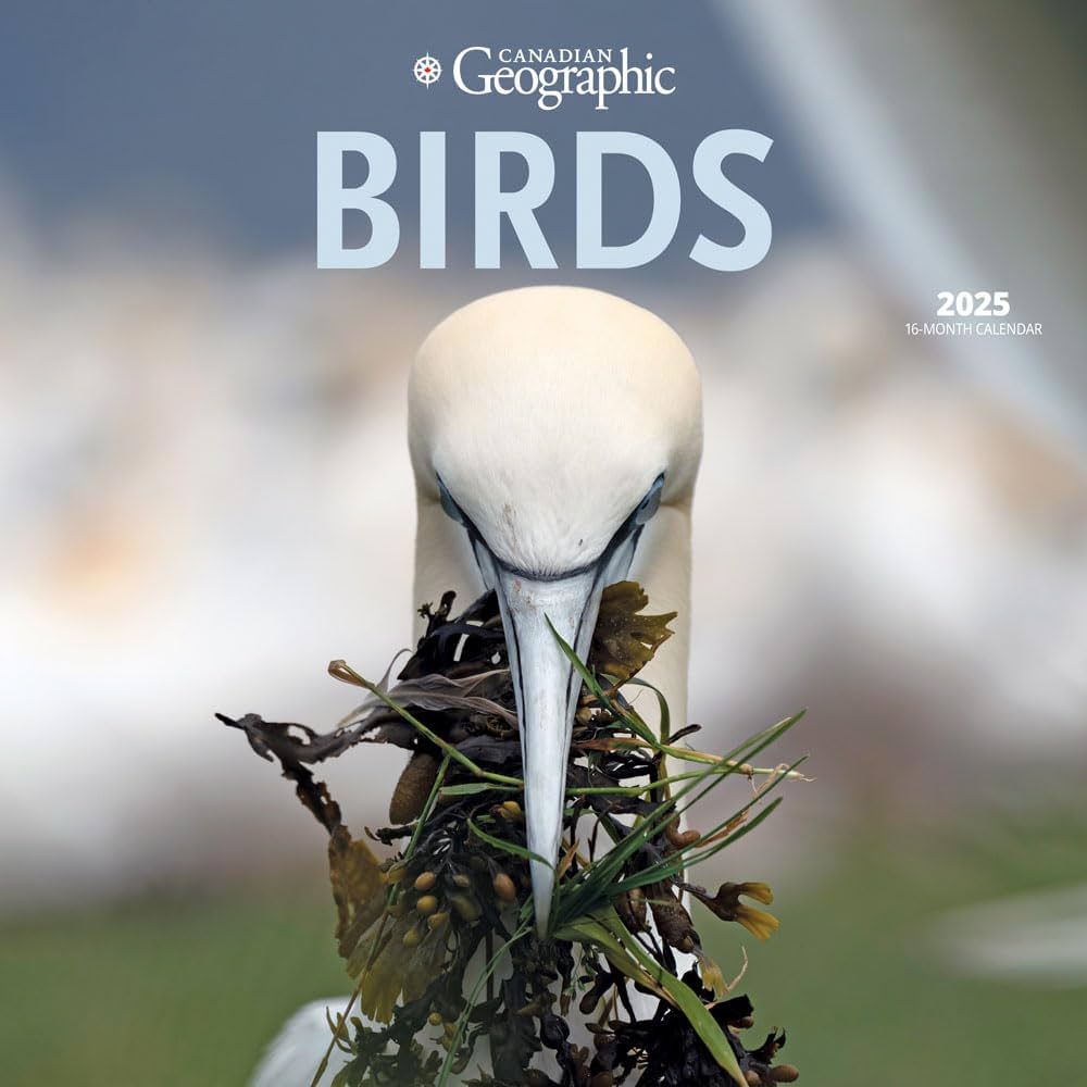 Gulf カレンダー フォトブック 016201bcb421d804b87b960e2d2662