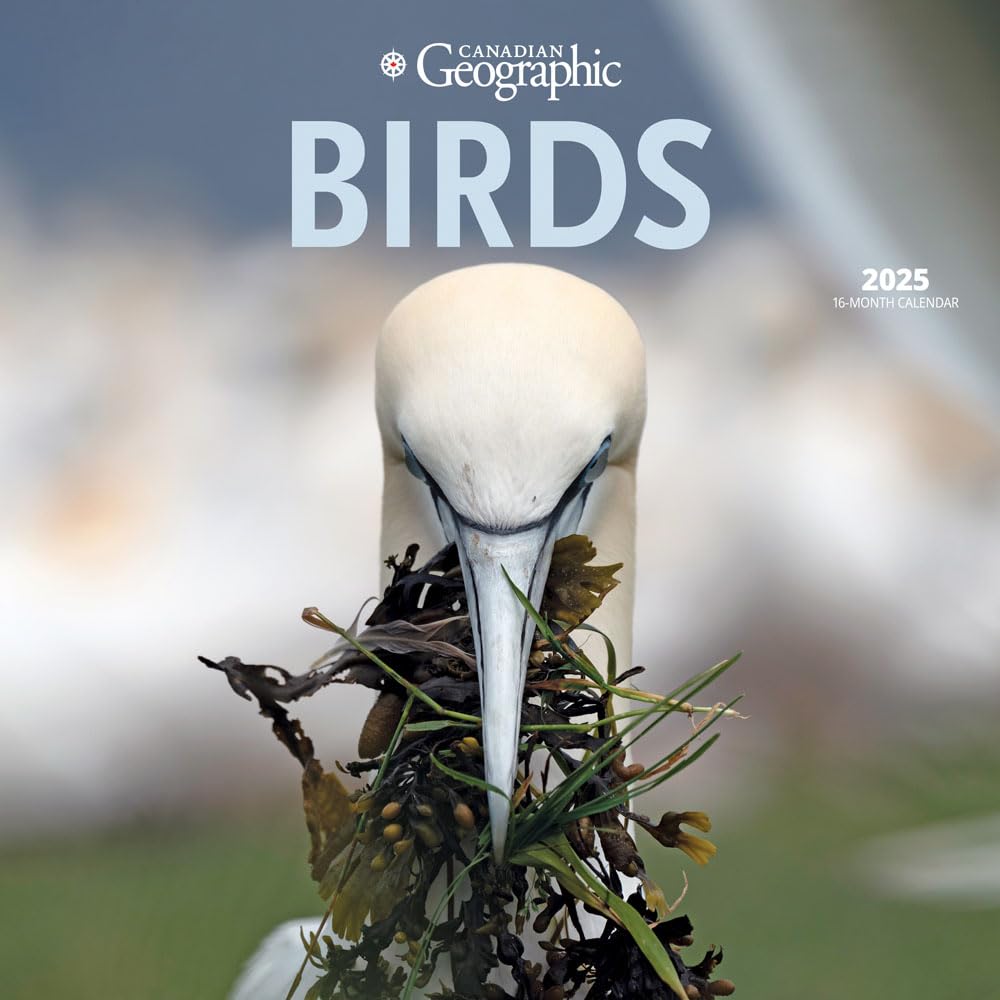 Canadian Geographic Birds OFFICIAL | 2025 12 x 24 Inch Monthly Square Wall Calendar | Wyman Publishing | Wildlife Ornithology Nature