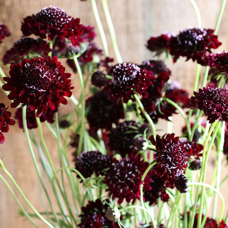 Gardening Treasures: 30 Scabiosa Black Knight Seeds