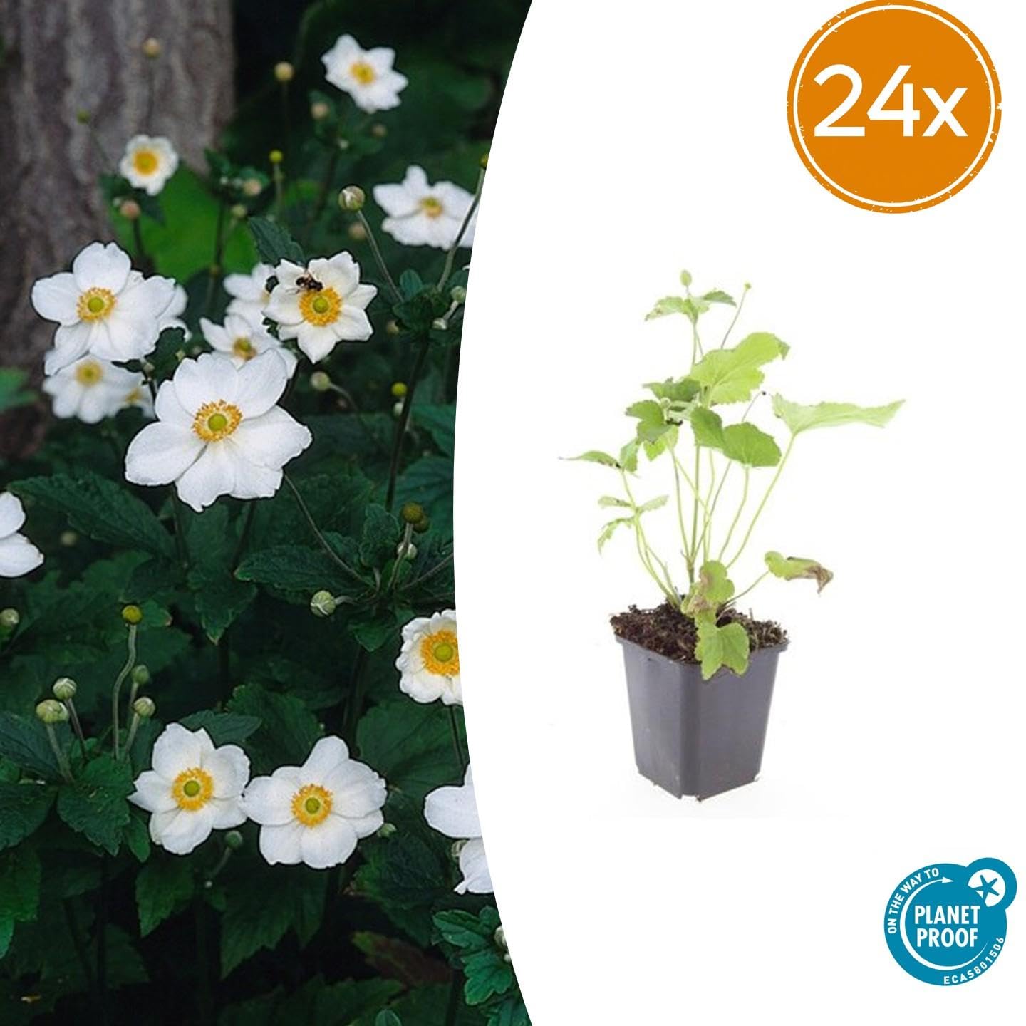 Anemone Honorine Jobert, Piante da Giardino, Fiori Bianchi, Set 24 Pezzi