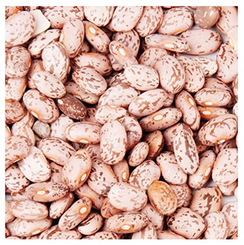 Bush Bean Pinto Bean Seeds