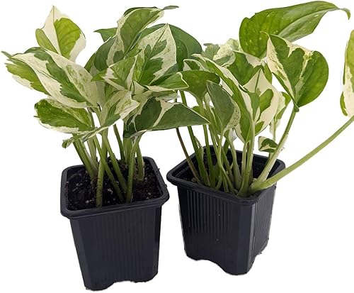 N Joy Pothos - Epipremnum aureum - 2 plantas macetas de 3 pulgadas - Bueno con poca luz