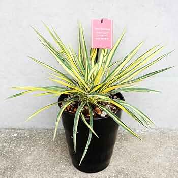 約4年育成・健康株！ユッカ属 大型ロゼット 約4年育成・健康株！ユッカ属 大型ロゼット