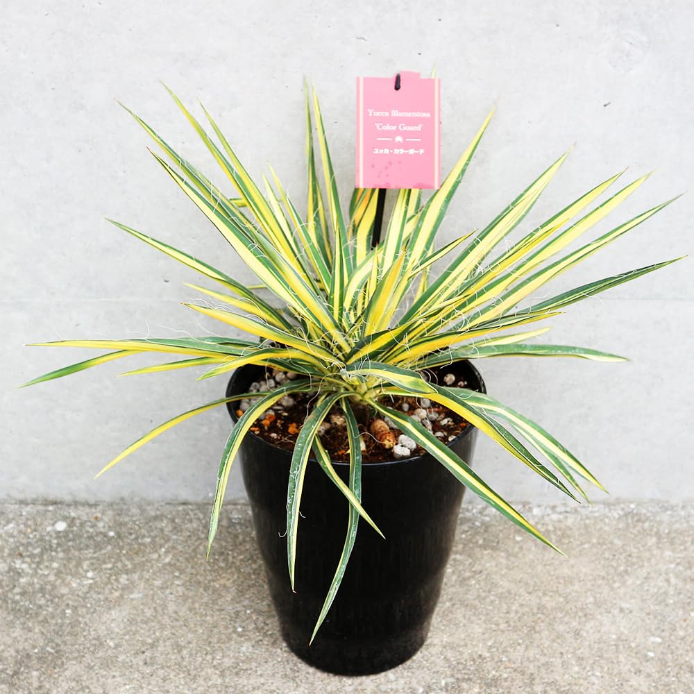 Amazon.co.jp: ITANSE ユッカ カラーガード 7号 1個売り【品種で