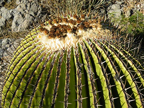 Echinocactus Platyacanthus, Giant Barrel, Giant Viznaga Cactus Seeds (100 Seeds) #TOP16