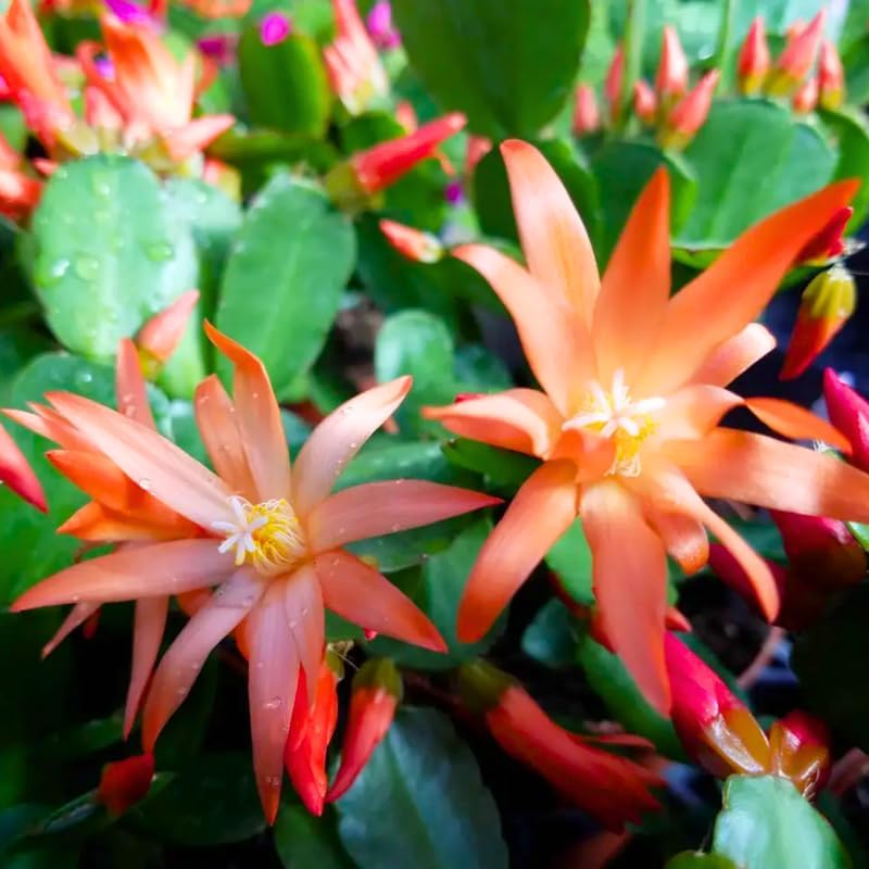 Orange Easter Cactus Plants Live, Starter Holiday Cactus Plant for Indoor Outdoor Houseplants, False Christmas Thanksgiving Cactus Like, Cold Hardy, 5-9" in Tall, No Pot