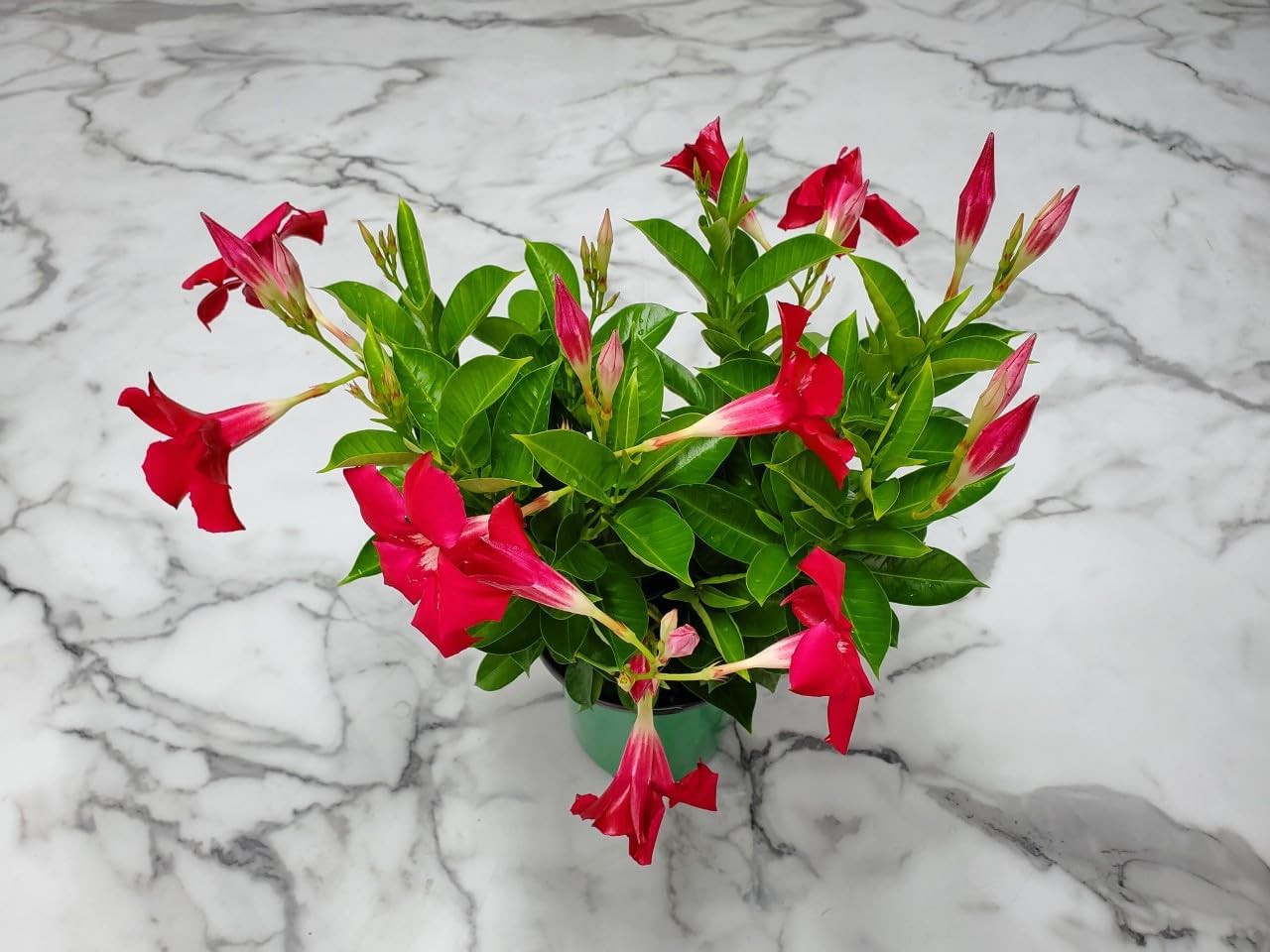 Coral Dipladenia Bush - 14 inch Overall Height, 1 Gallon - Live Flower Plant - Tropical Plants of Florida