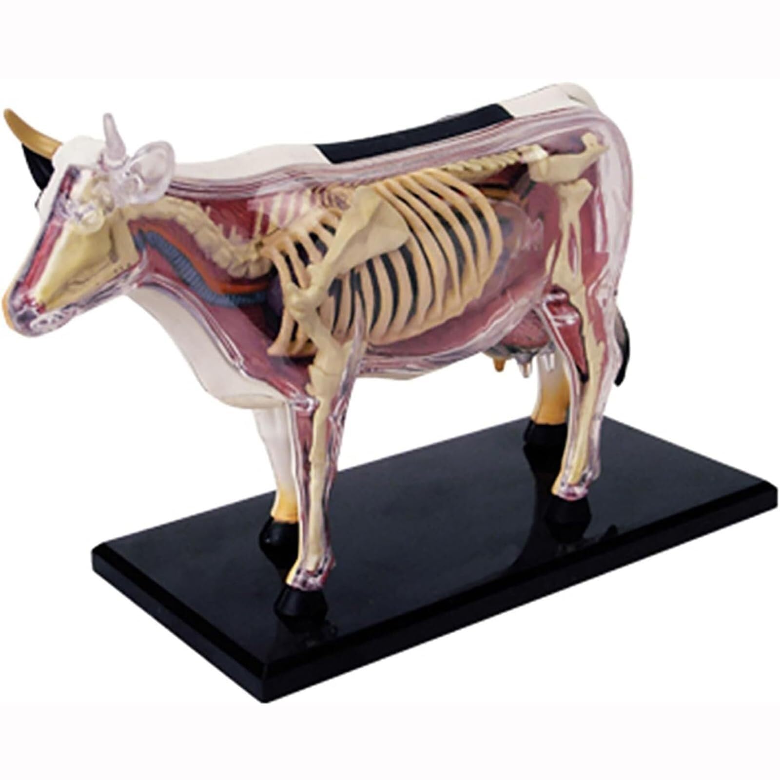Modelo de Coanatomía 4D, Biología extraíble, 29 Piezas Modelo de Koorgán y Esqueleto para Clínica de Mascotas Educación Veterinaria Demostración de Educación Escolar