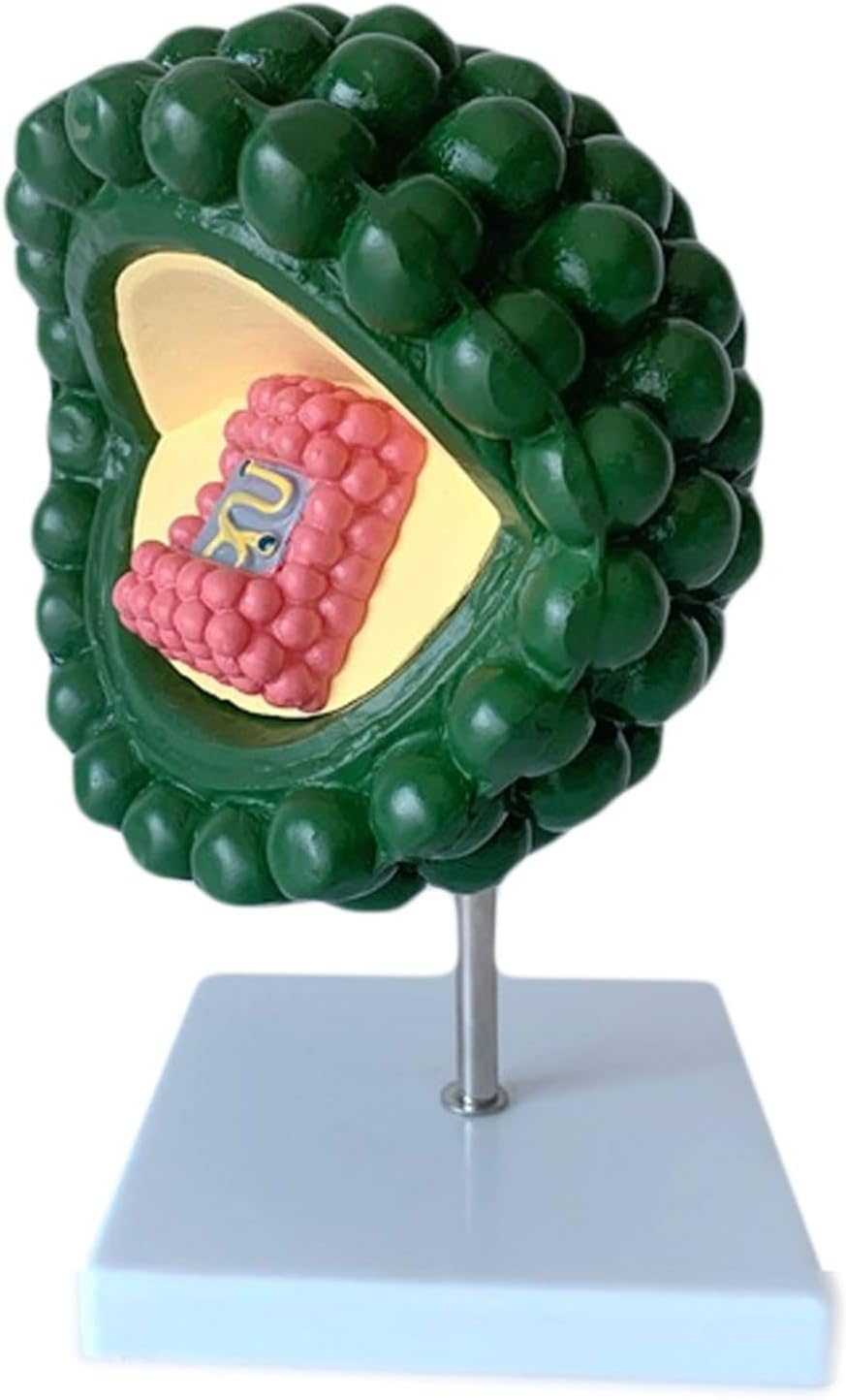 HIV Education Model Virus - Modello di fagi del batteriofago dell'anatomia del virus umano per lo studio di microbiologia medica