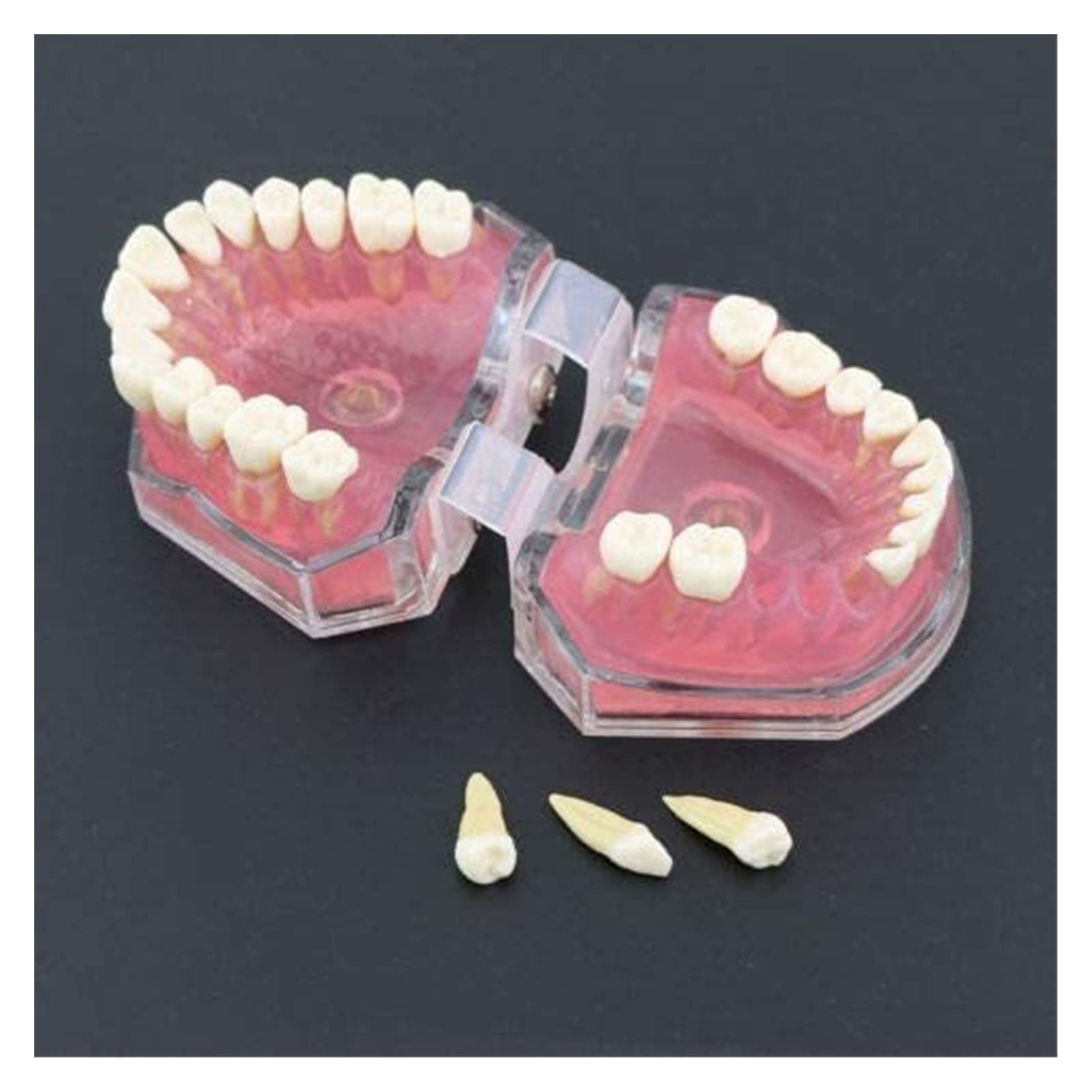 Modèle D'organe Dentaire Modèle Standard avec Dents Amovibles Étude Dentaire Modèle Anatomique
