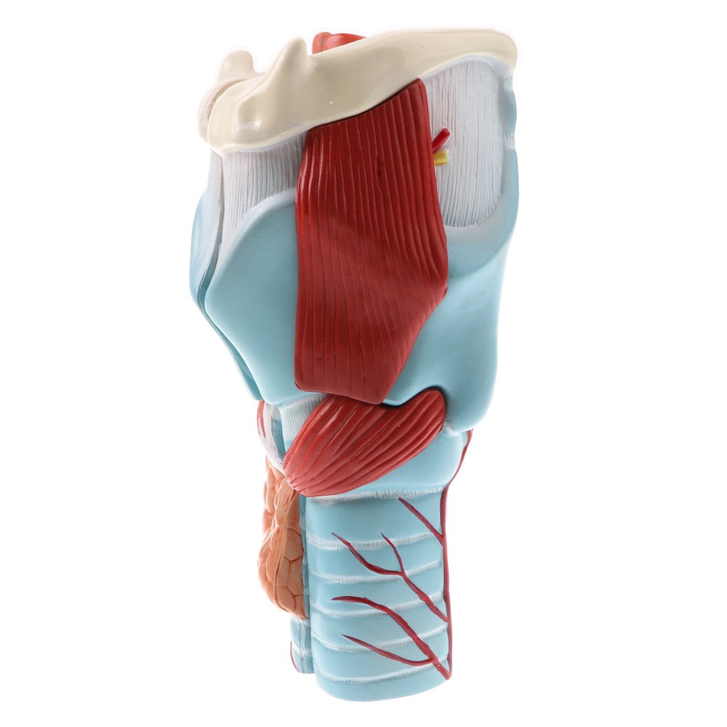Menschlicher Kehlkopf Anatomie-Modell – 2-fache Lebensgröße, 5-teilig Zerlegbar, Mit PVC-Basis, Für Medizinstudium & Lehre