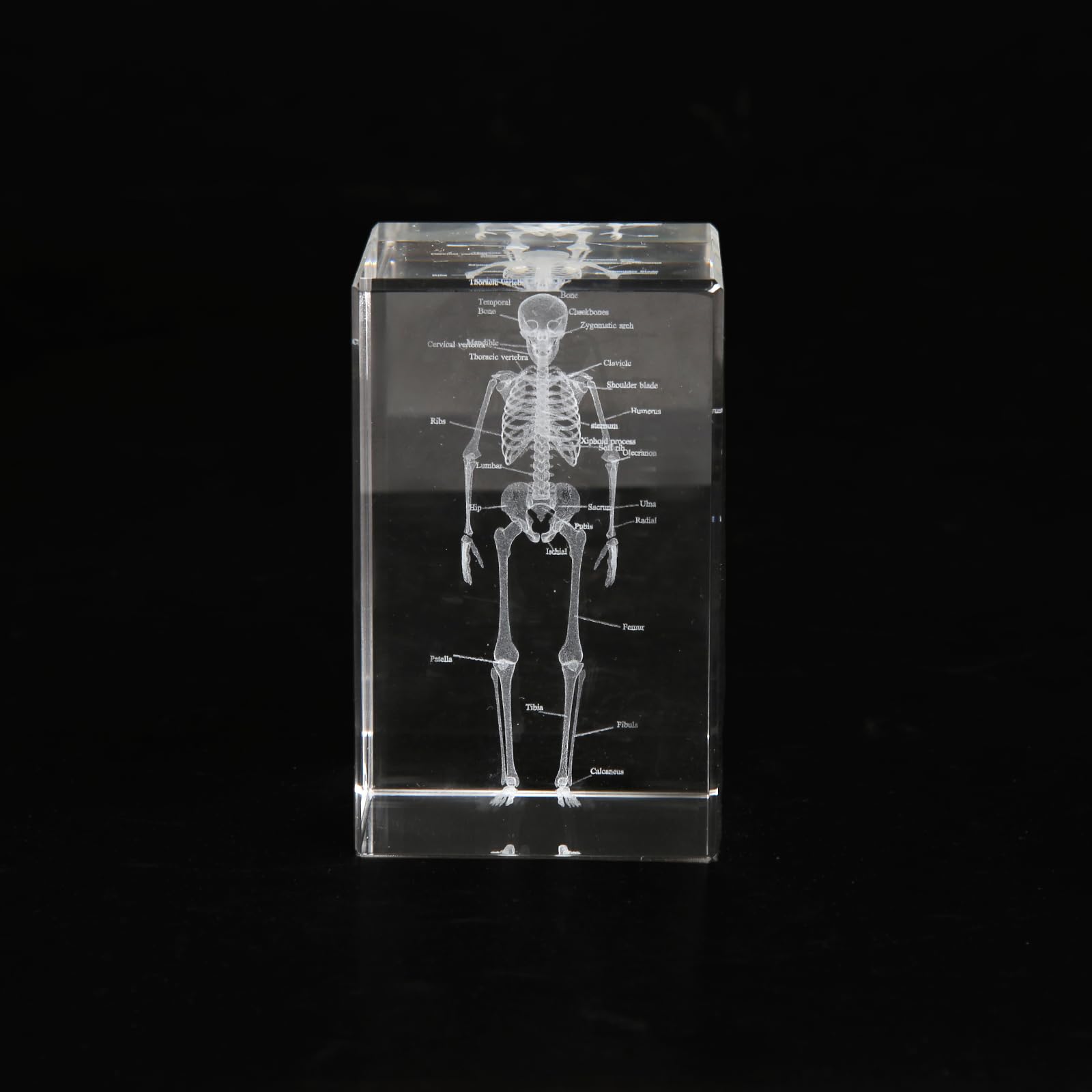 3D Human Skeleton Crystal Model Skeletal Anatomical Model for Home and Office Decoration, Unique Gift for Doctors and Students